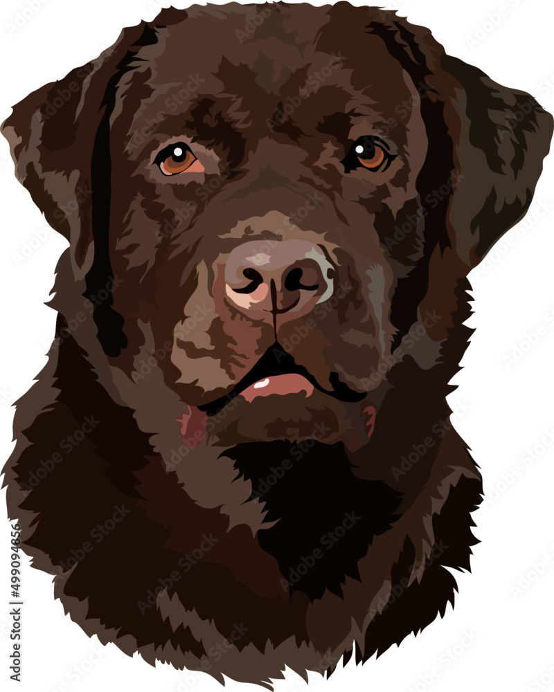 Vector illustration of the head of a labrador retriever. Portrait Stock ...