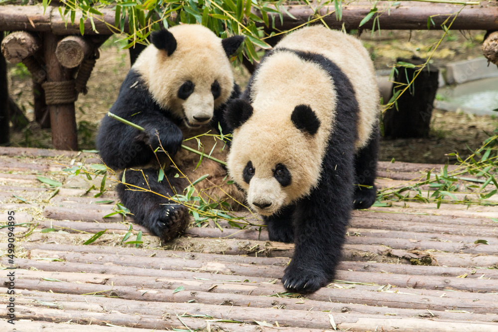 Fototapeta premium Cute giant panda bears eating bamboo in Chengdu Zoo, Chengdu, China