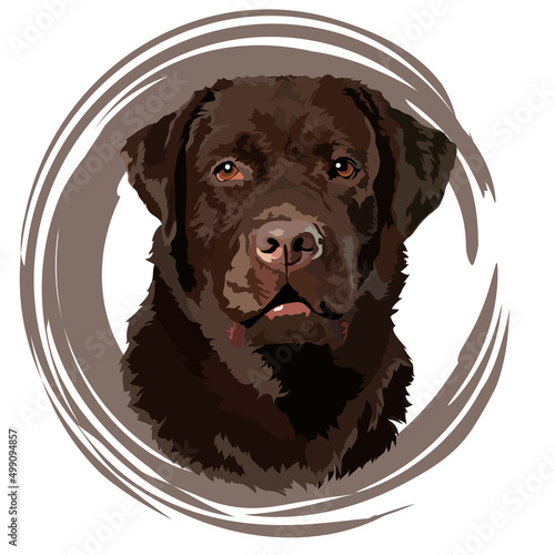 Brown labrador retriever portrait design. Vector illustration