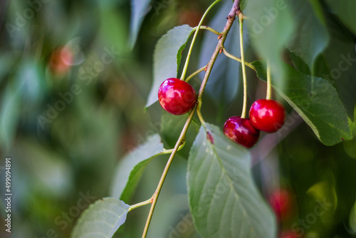 Berries of ripe red cherries on a branch close-up. Blurred background. photo