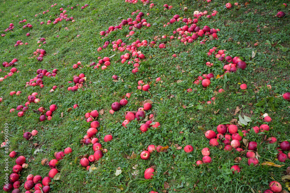 Fallen red apples in green grass. Autumn background.