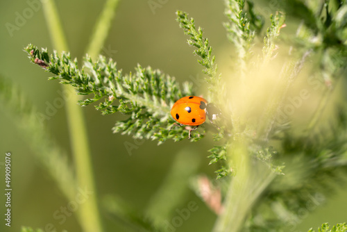 Ladybug macro photo. Ladybug on a green leaves in a meadow. © Zkolra