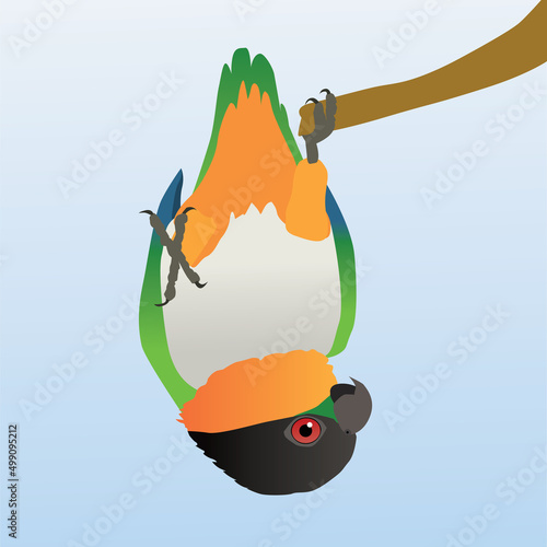 A vector illustration of a  black headed caique (also known as black headed parrot, black-capped parrot or pallid parrot) hanging upside down on one paw. He looks very clownish. photo