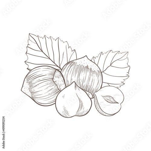 Hazelnut icon 4 fruits of nuts and leaves and kernels. composition of hazelnuts, organic product