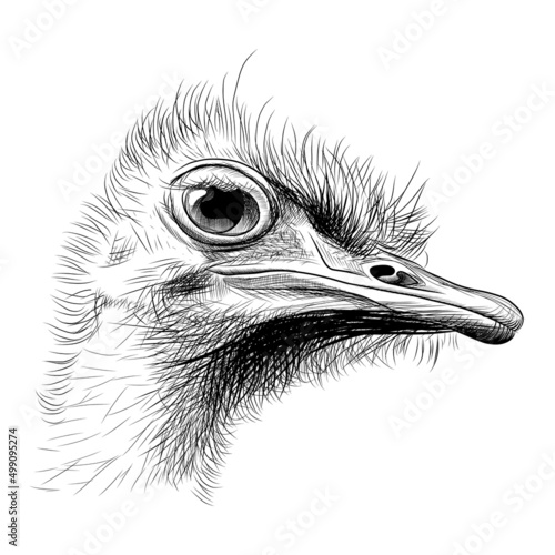 Fotografering Ostrich head hand drawn sketch
