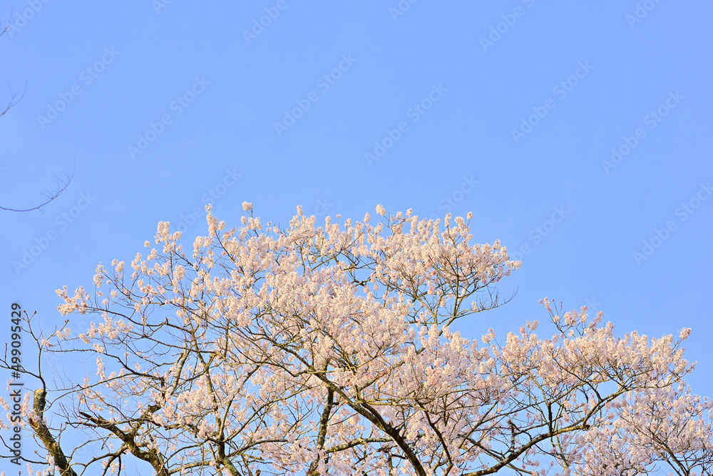 春桜満開の青葉城隅櫓
