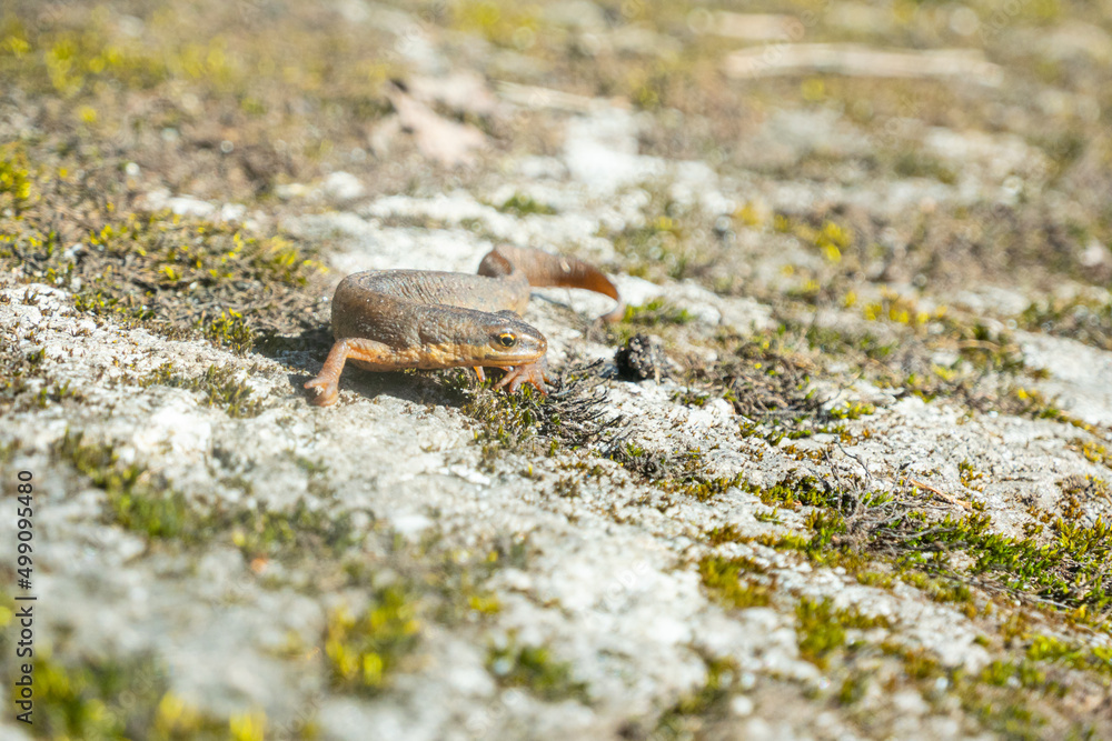 A beautiful brown lizard basks in the sun. Lies on a gray stone A beautiful brown lizard basks in the sun. Lies on a gray stone