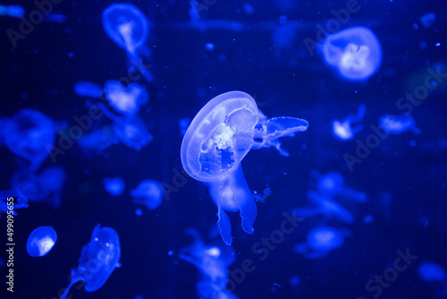 jelly fish in the water