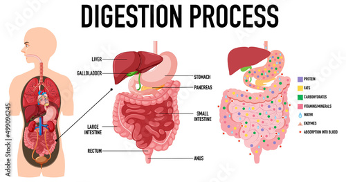 Diagram showing digestion process