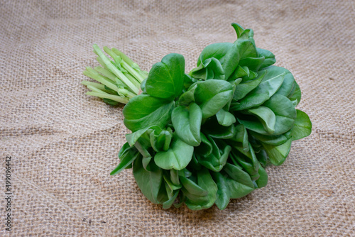 Microgreens. Growing microgreens. Healthy food. A bunch of microgreens on fabric.