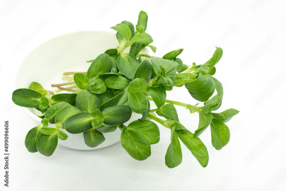 Sunflower and pea microgreens in a bowl. Healthy food. Microgreens on a white background. Greens for salad. Sunflower and pea microgreens in a bowl. Healthy food. Microgreens on a white background. Greens for salad.