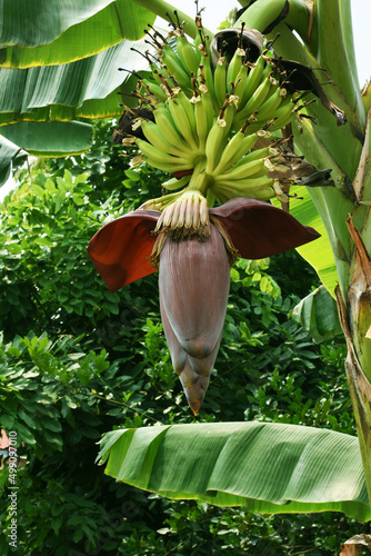 red banana flowers on the tree