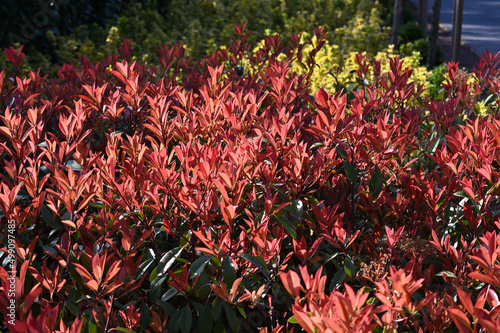 Photinia serratifolia, commonly called Taiwanese photinia or Chinese photinia is a flowering shrub or tree in the flowering plants family Rosaceae, found in mixed forests of China, Taiwan, Japan photo