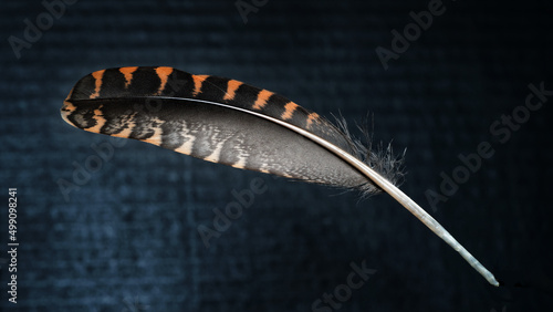 Canvas Print woodcock feather on the dark background, plumage macro , copy space