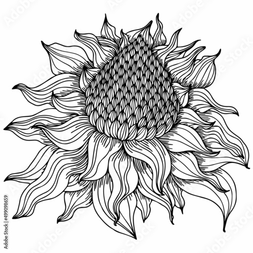 vector painting flower blooming beautiful floral