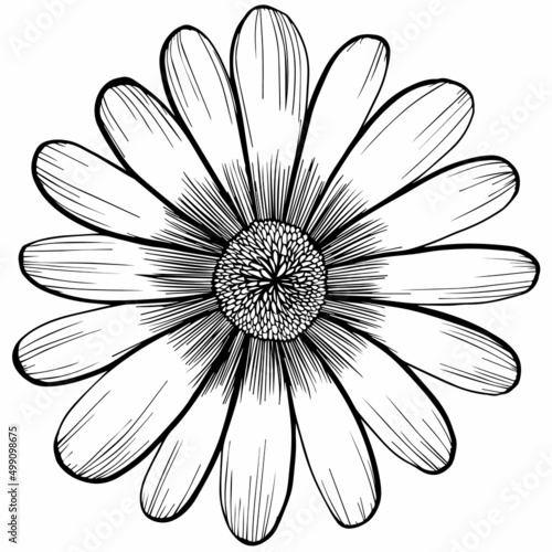 vector painting flower blooming beautiful floral