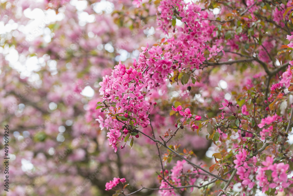 Blooming branches of Malus floribunda or Japanese flowering crab apple and sky. Spring background with pink flowering plants. Close-up, soft selective focus Blooming branches of Malus floribunda or Japanese flowering crab apple and sky. Spring background with pink flowering plants. Close-up, soft selective focus