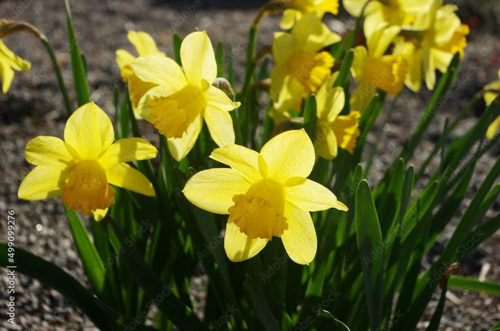 A bush of yellow daffodils blooming in a flower bed. A bush of yellow daffodils blooming in a flower bed.