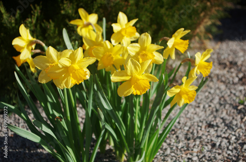 A bush of yellow daffodils blooming in a flower bed.