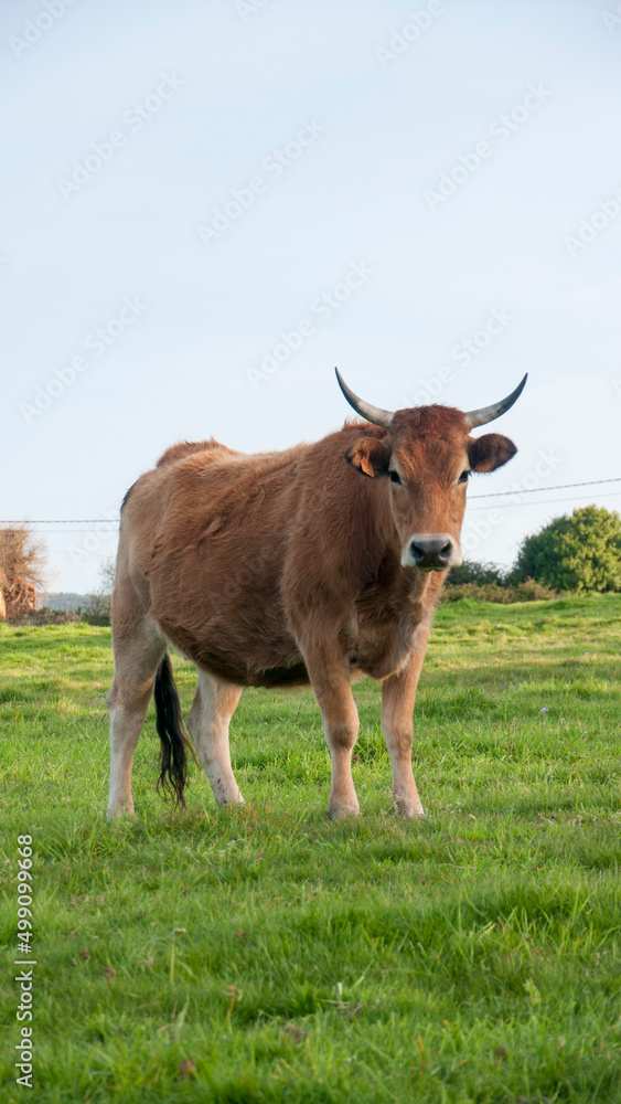 Vaca marrón mirando a cámara en pradera de hierba 