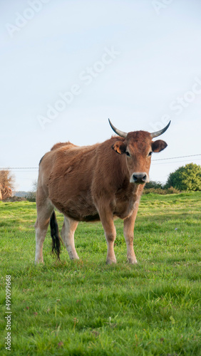 Vaca marrón mirando a cámara en pradera de hierba 