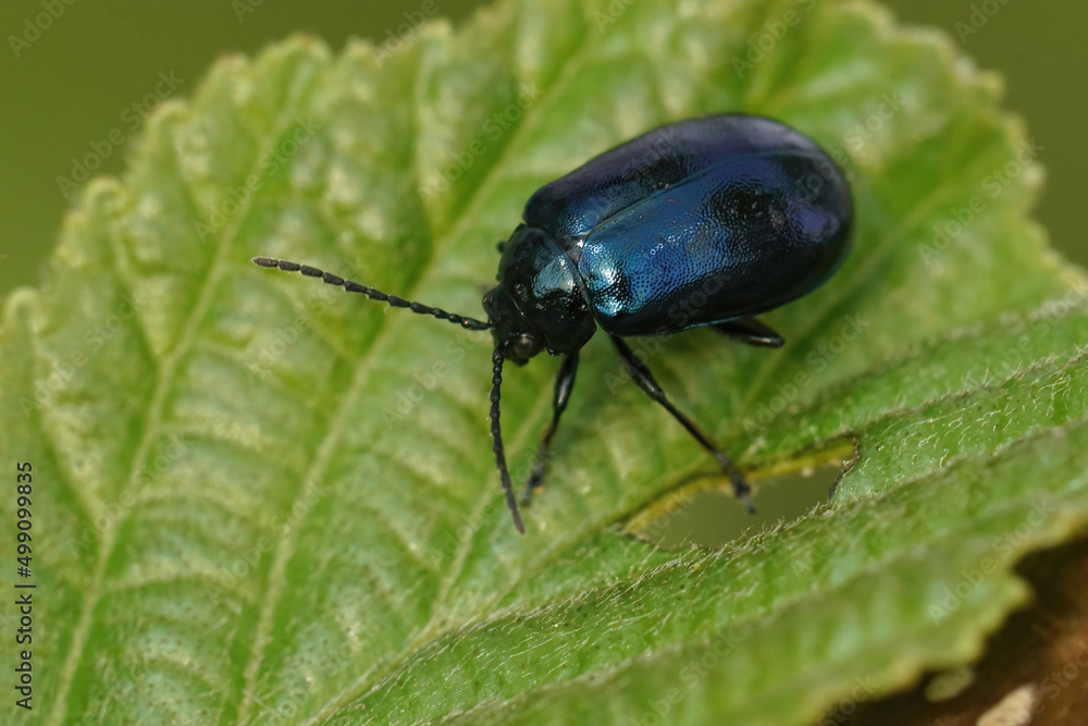Closeup on the blue metallic alder leaf beetle, Agelastica alni sitting on it's host plant, Alnus glutinosa Closeup on the blue metallic alder leaf beetle, Agelastica alni sitting on it's host plant, Alnus glutinosa