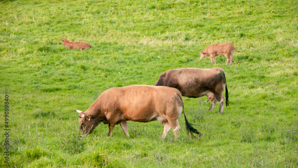 Vacas marrones pastando en ladera de montaña