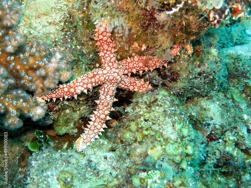 red sea starfish