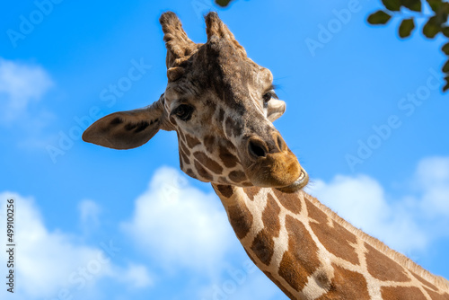 Photography The giraffe winks at the camera, stretching its neck