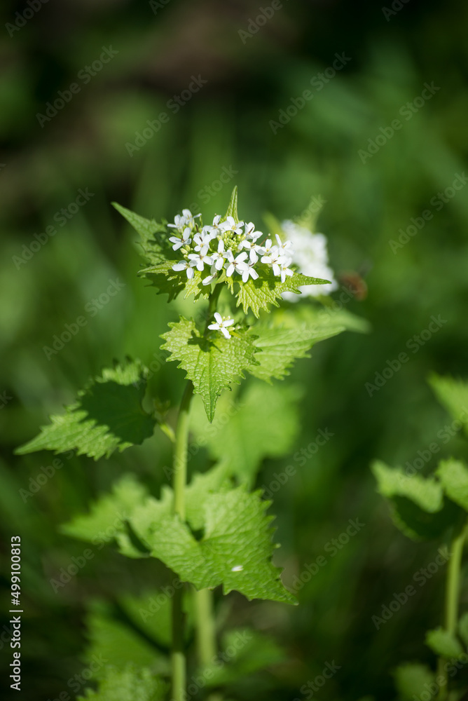 Closeup of white flower of nettle in the forest Closeup of white flower of nettle in the forest