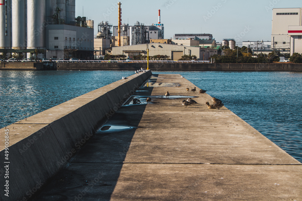 Obraz premium 桟橋のカモメたち