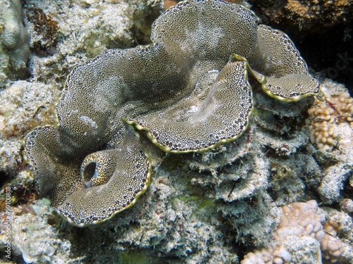 giant clam from the red sea