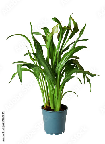 Fototapeta Naklejka Na Ścianę i Meble -  Green Calla lily in a pot isolated on white background with clipping path. Beautiful potted green Calla Lilies, Zantedeschia aethiopica