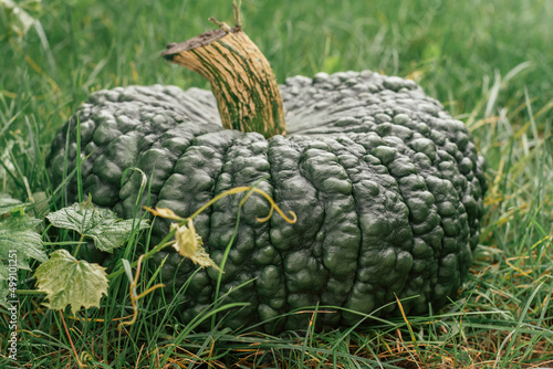 Huge and wide green marina di chioggia pumpkin lying on ground next to grape vine. Ripe dark green pumpkin grown in garden. Gardening and horticulture, agriculture concept. close up