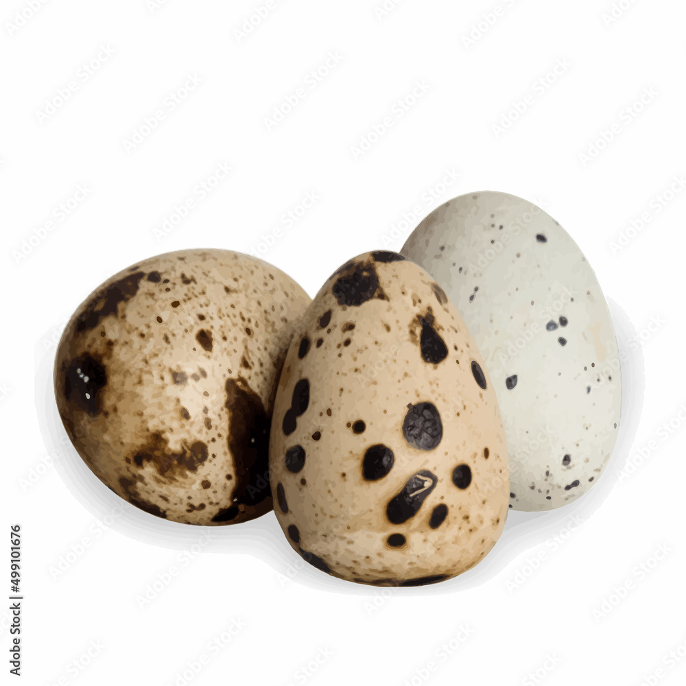 Obraz premium quail eggs, realistic vector image