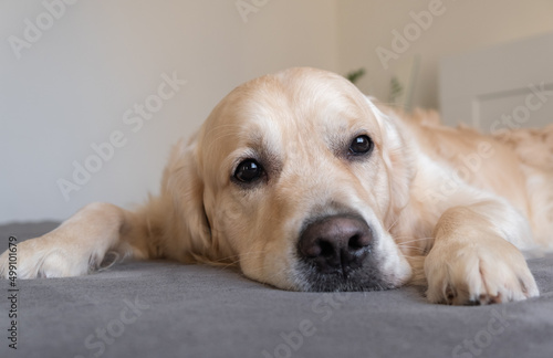 A bored dog lies on the bed. A golden retriever is sad in the bedroom on a gray plaid. The concept of pet friendliness and caring. © deine_liebe