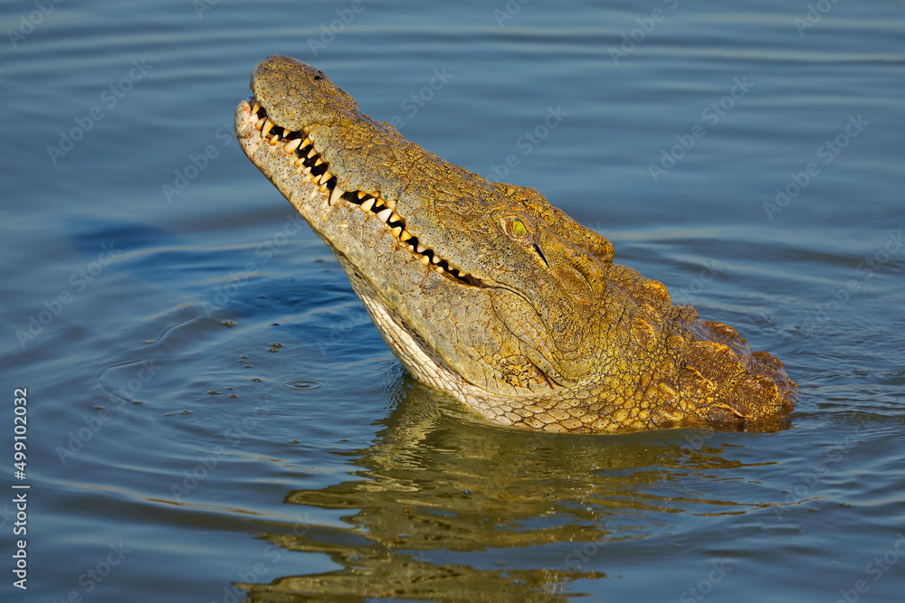 Obraz premium Portrait of a large Nile crocodile (Crocodylus niloticus) in water, Kruger National Park, South Africa.