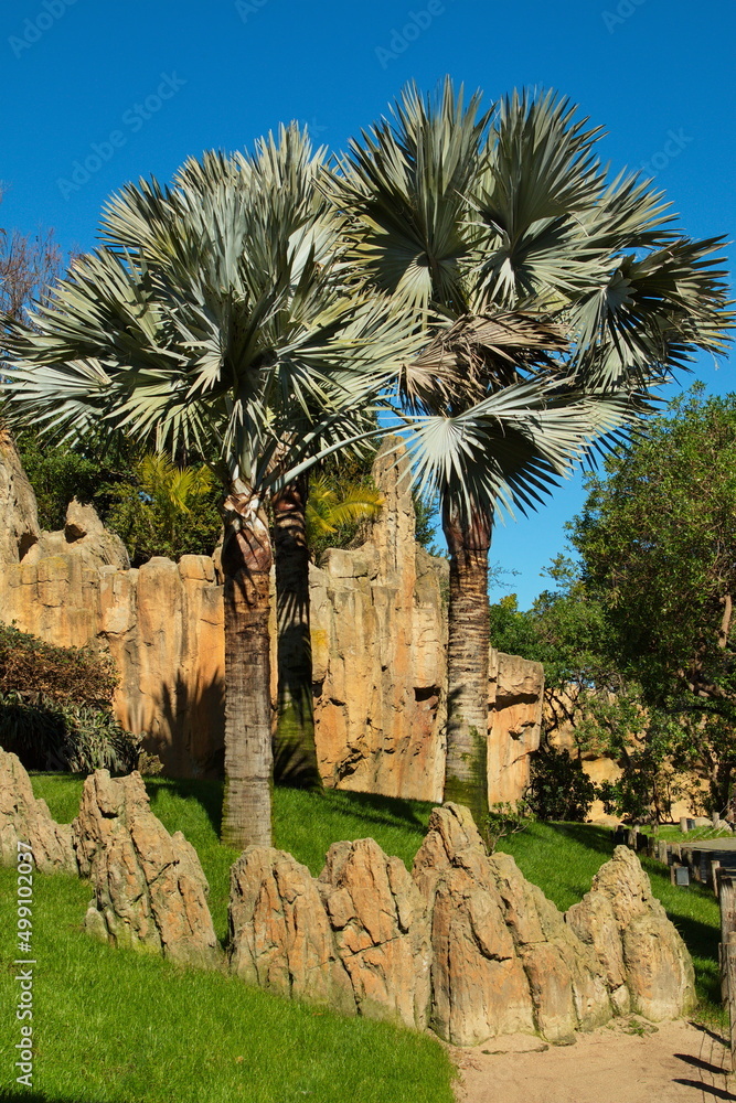 Obraz premium Landscape in Bioparc Valencia,Province Valencia,Spain,Europe 
