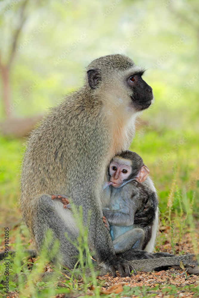 Vervet monkey (Cercopithecus aethiops) with suckling baby, Kruger National Park, South Africa.
