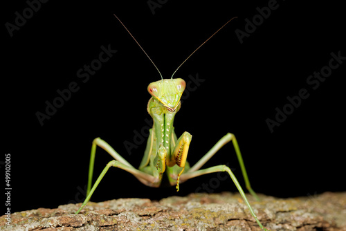 Common green mantis (Sphodromantis gastrica) on a branch, South Africa. © EcoView