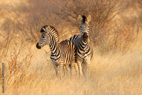 Two plains zebras (Equus burchelli) in natural habitat, South Africa. photo