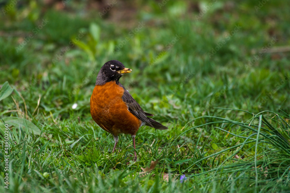 close up portrait of American Robin (Turdus migratorius) sitting on the ground on green grass in the park close up portrait of American Robin (Turdus migratorius) sitting on the ground on green grass in the park