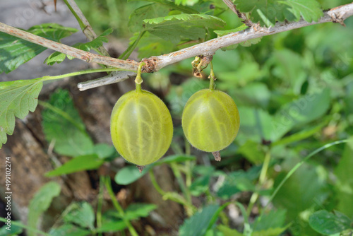Branch of gooseberry bush with berries