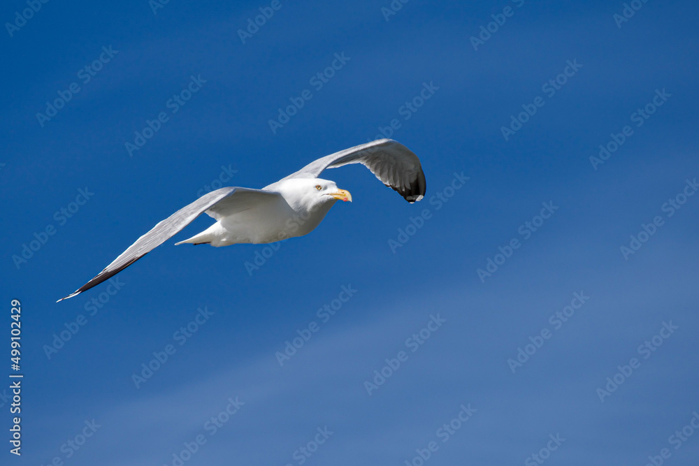 sea-gull in flight against clear blue sky sea-gull in flight against clear blue sky