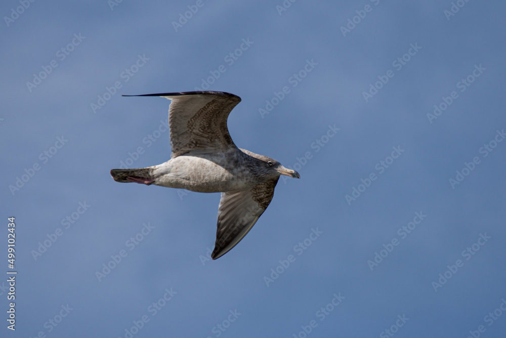 sea-gull in flight against clear blue sky sea-gull in flight against clear blue sky