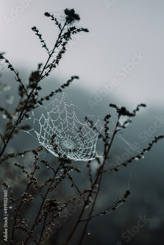 Drops of dew on the beautiful cobweb in a field