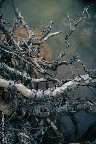Bare tree roots near the the river above the water