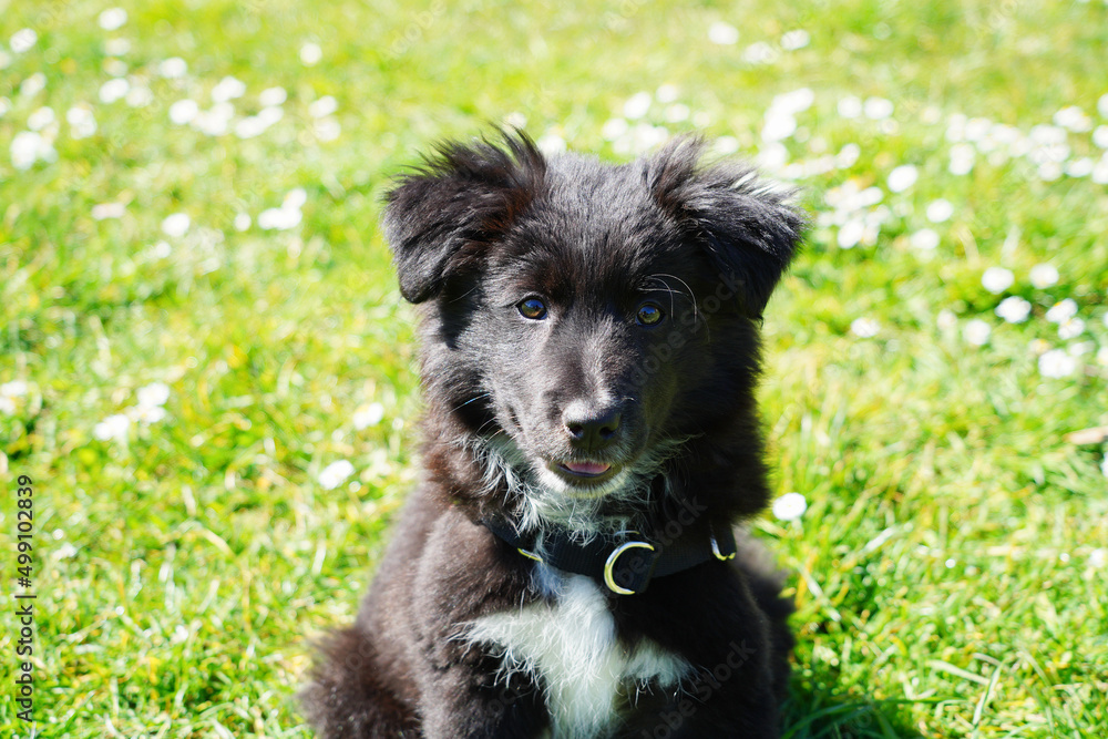 Fototapeta premium Portrait d'un choit noir trop mignon assis qui sourit