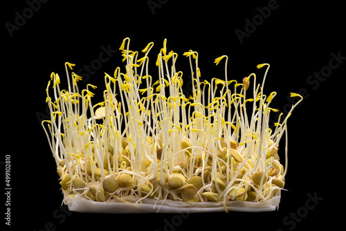 lentils sprouted in poly cotton wipes, grown in darkness (yellow color is due to chlorophyll deficiency)
