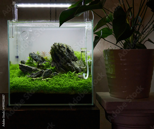 Photography Small cubic aquascaped aquarium with live plants, rocks and plant carpet by hemianthus callitrichoides Cuba